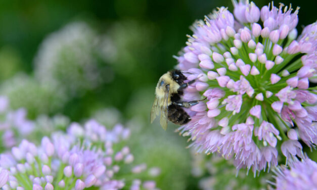 Honeybee Democracy – the proof that bees are democratic